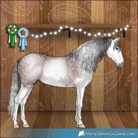 Horse Color:Gray Bay Splash Rabicano