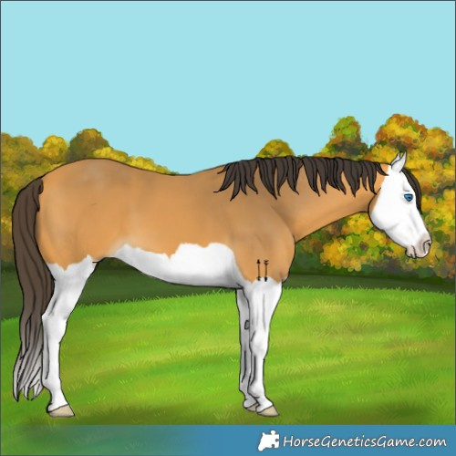 Horse Color:Buckskin Splash 