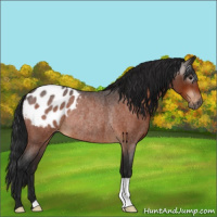 Horse Color:Gray Bay Roan Blanket Rabicano 