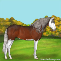 Horse Color:Gray Silver Bay Splash 