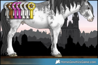 Horse Color:White Spotted Black Sabino Rabicano 