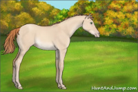 Horse Color:Gold Champagne Dun