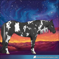 Horse Color:White Spotted Black