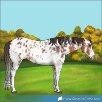 Horse Color:Bay Sabino Appaloosa 
