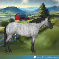 Horse Color:Blue Roan 