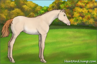 Horse Color:Gold Champagne Dun
