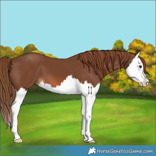 Horse Color:Chestnut Splash 