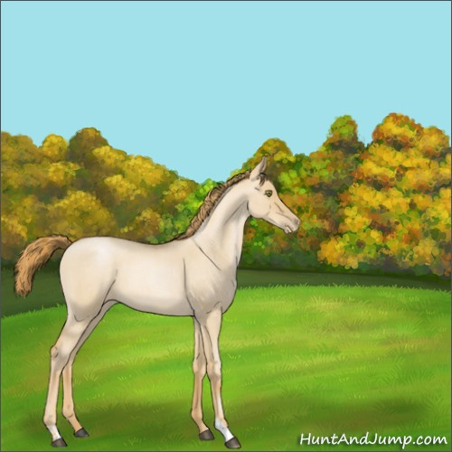 Horse Color:Red Dun Roan Pearl 