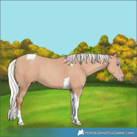Horse Color:Silver Classic Champagne Tobiano