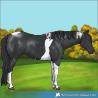 Horse Color:Black Tobiano 