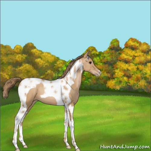 Horse Color:Black Pearl Tobiano 
