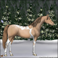 Horse Color:Black Pearl Tobiano 