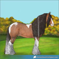 Horse Color:Bay Roan Splash Tobiano Appaloosa 