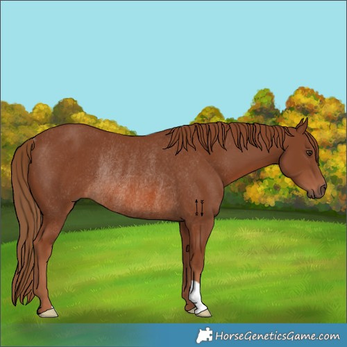 Horse Color:Chestnut Rabicano 