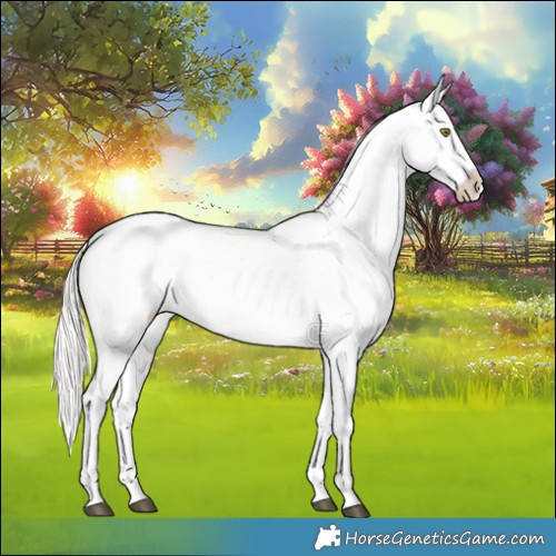 Horse Color:Silver Bay Roan Dun Appaloosa Rabicano 