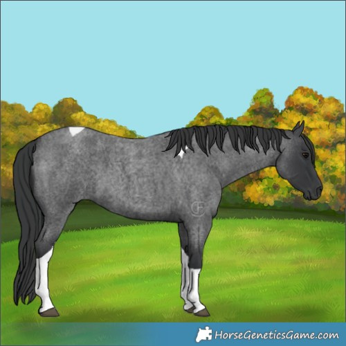 Horse Color:Blue Roan Tobiano 