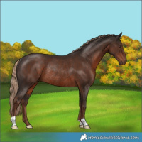 Horse Color:Liver Chestnut Rabicano 