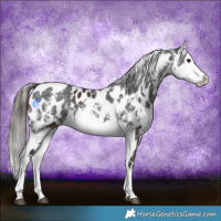 Horse Color:Brown Sabino Splash Appaloosa and Black Sabino Splash Appaloosa