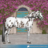 Horse Color:Brown Dun Tobiano Leopard Brindle