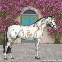 Horse Color:Brown Dun Tobiano Appaloosa Brindle