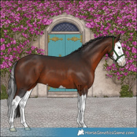 Horse Color:Bay Splash 