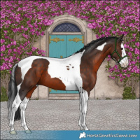 Horse Color:White Spotted Brown Splash Tobiano 