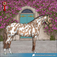 Horse Color:Red Dun Appaloosa Brindle