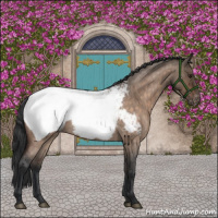 Horse Color:Brown Roan Dun Appaloosa Brindle 