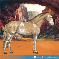 Horse Color:Chocolate Palomino Dun Sabino 