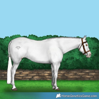 Horse Color:Silver Grullo Roan Appaloosa Rabicano 