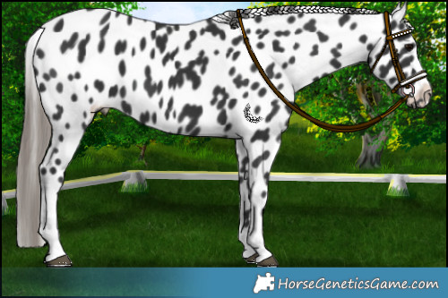 Horse Color:Black Appaloosa 