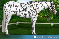 Horse Color:Black Appaloosa 