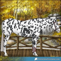 Horse Color:Black Appaloosa