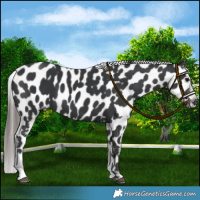 Horse Color:Black Appaloosa