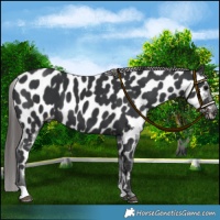 Horse Color:Black Appaloosa