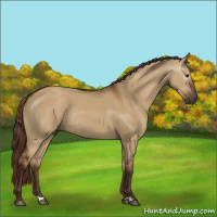 Horse Color:Gray Red Dun Rabicano 