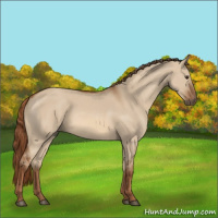 Horse Color:Red Dun Rabicano 