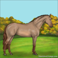 Horse Color:Red Dun Rabicano 