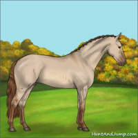 Horse Color:Red Dun Rabicano 