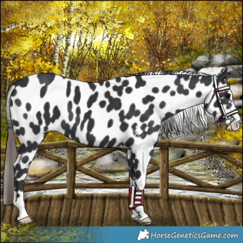 Horse Color:Black Appaloosa