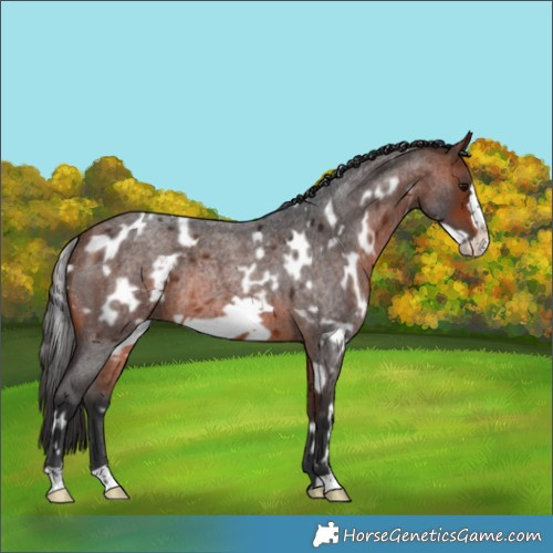 Horse Color:White Spotted Bay Roan Frame Rabicano 