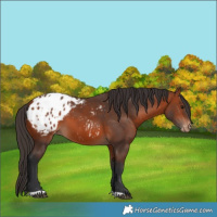 Horse Color:Bay Appaloosa 