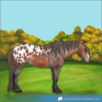 Horse Color:Bay Frame Appaloosa 