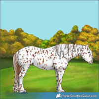 Horse Color:Chestnut Near Leopard 