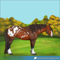 Horse Color:Bay Appaloosa 