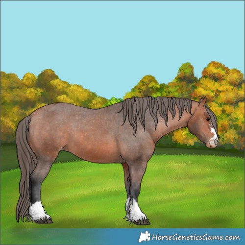 Horse Color:Bay Appaloosa 