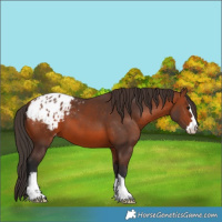 Horse Color:Bay Appaloosa 
