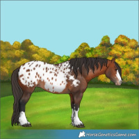 Horse Color:Bay Appaloosa 
