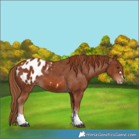 Horse Color:Chestnut Blanket 