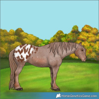 Horse Color:Chestnut Appaloosa 